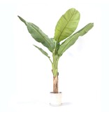 Kunstplant musa bananenplant – Hoogte 150cm