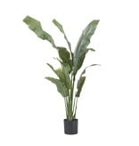 Kunstplant strelitzia - Hoogte 160cm