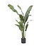Kunstplant strelitzia - Hoogte 160cm