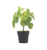 Kunstplant Pilea peperomioides - Hoogte 25cm
