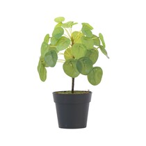 Kunstplant Pilea peperomioides - Hoogte 25cm