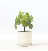 Kunstplant Pilea peperomioides - Hoogte 25cm