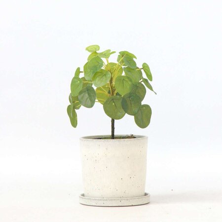 Kunstplant Pilea peperomioides - Hoogte 25cm
