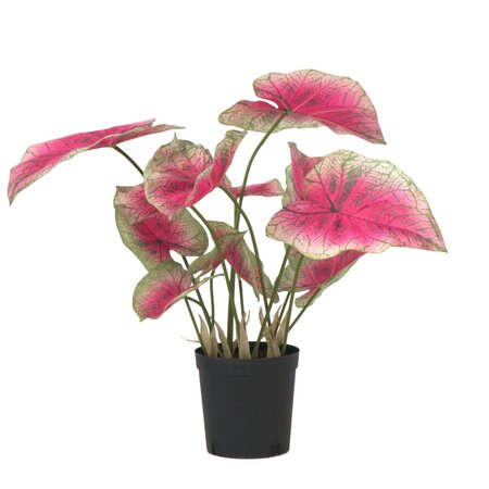 Kunstplant caladium – Hoogte 60cm