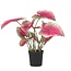 Kunstplant caladium – Hoogte 60cm