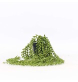 Kunstplant senecio - Hoogte 90cm