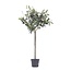 Kunstplant olijfboompje - Hoogte 65cm