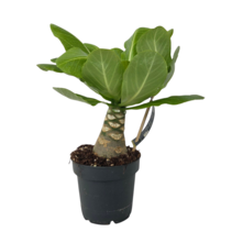 Hawaiipalm - Brighamia insignis - Hoogte 25-35cm - Pot 12cm