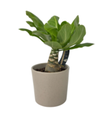 Hawaiipalm - Brighamia insignis - Hoogte 25-35cm - Pot 12cm