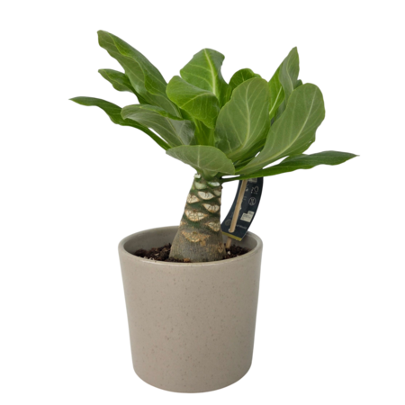 Hawaiipalm - Brighamia insignis - Hoogte 25-35cm - Pot 12cm
