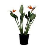 Paradijsvogelbloem - Strelitzia reginae - met bloemen - Hoogte 70-100cm - Ø19cm