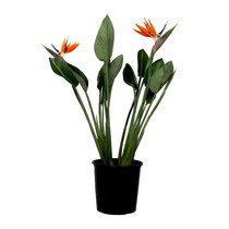 Paradijsvogelbloem - Strelitzia reginae - met bloemen - Hoogte 70-100cm - Ø19cm