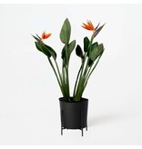 Paradijsvogelbloem - Strelitzia reginae - met bloemen - Hoogte 70-100cm - Ø19cm