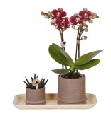 Cadeauset orchidee 'Cocktail S' - Phalaenopsis - Hoogte 30cm