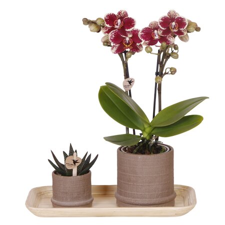 Cadeauset orchidee 'Cocktail S' - Phalaenopsis - Hoogte 30cm