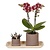 Cadeauset orchidee 'Cocktail S' - Phalaenopsis - Hoogte 30cm
