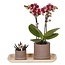 Cadeauset orchidee 'Cocktail S' - Phalaenopsis - Hoogte 30cm