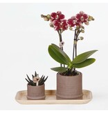 Cadeauset orchidee 'Cocktail S' - Phalaenopsis - Hoogte 30cm