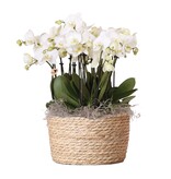 Orchidee in mand wit - Phalaenopsis - Hoogte 40-50cm - ⌀28cm