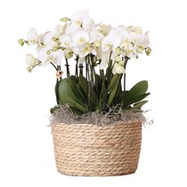 Orchidee in mand wit - Phalaenopsis - Hoogte 40-50cm - ⌀28cm