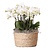 Orchidee in mand wit - Phalaenopsis - Hoogte 40-50cm - ⌀28cm