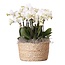 Orchidee in mand wit - Phalaenopsis - Hoogte 40-50cm - ⌀28cm