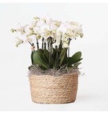 Orchidee in mand wit - Phalaenopsis - Hoogte 40-50cm - ⌀28cm