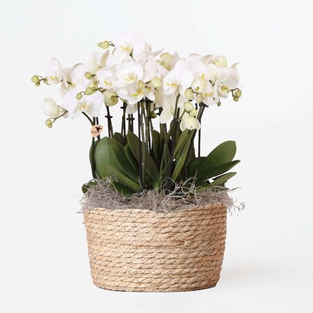 Orchidee in mand wit - Phalaenopsis - Hoogte 40-50cm - ⌀28cm