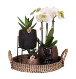Cadeauset orchidee 'Copper XL' - Phalaenopsis - Hoogte 35cm
