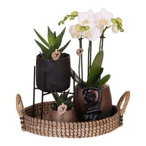 Cadeauset orchidee 'Copper XL' - Phalaenopsis - Hoogte 35cm