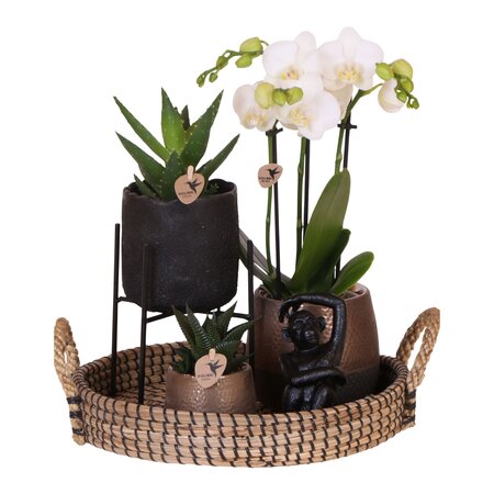 Cadeauset orchidee 'Copper XL' - Phalaenopsis - Hoogte 35cm