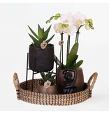 Cadeauset orchidee 'Copper XL' - Phalaenopsis - Hoogte 35cm