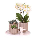 Cadeauset orchidee 'White Tray XL' - Phalaenopsis - Hoogte 35cm