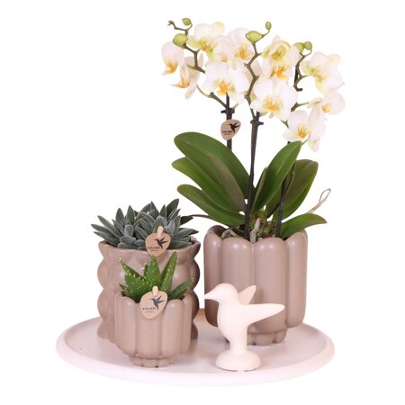 Cadeauset orchidee 'White Tray XL' - Phalaenopsis - Hoogte 35cm