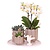 Cadeauset orchidee 'White Tray XL' - Phalaenopsis - Hoogte 35cm