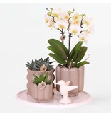 Cadeauset orchidee 'White Tray XL' - Phalaenopsis - Hoogte 35cm