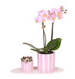 Cadeauset orchidee 'Pink S' - Phalaenopsis - Hoogte 30cm
