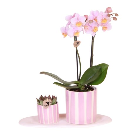 Cadeauset orchidee 'Pink S' - Phalaenopsis - Hoogte 30cm