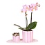 Cadeauset orchidee 'Pink S' - Phalaenopsis - Hoogte 30cm