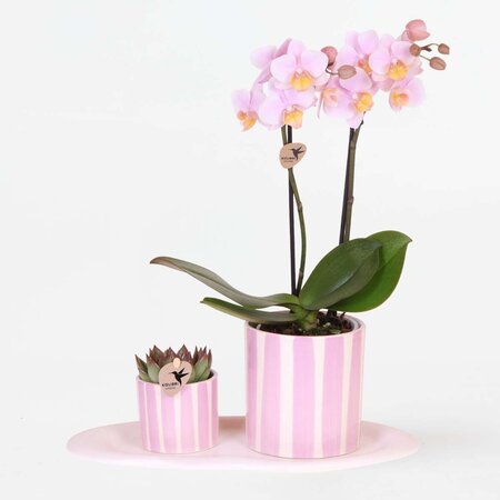 Cadeauset orchidee 'Pink S' - Phalaenopsis - Hoogte 30cm