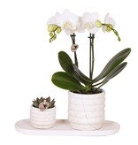 Cadeauset orchidee 'Marble S' - Phalaenopsis - Hoogte 30cm
