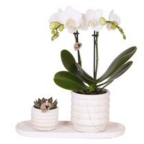 Cadeauset orchidee 'Marble S' - Phalaenopsis - Hoogte 30cm