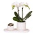 Cadeauset orchidee 'Marble S' - Phalaenopsis - Hoogte 30cm