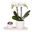 Cadeauset orchidee 'Marble S' - Phalaenopsis - Hoogte 30cm
