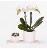 Cadeauset orchidee 'Marble S' - Phalaenopsis - Hoogte 30cm