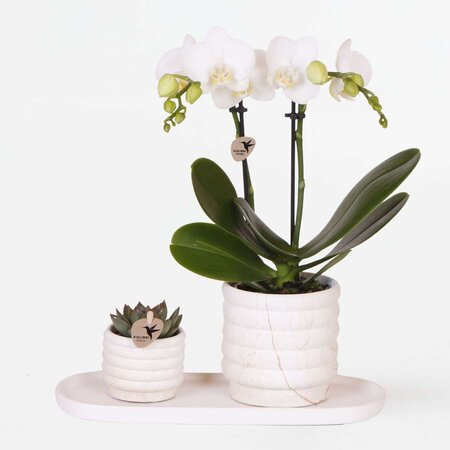 Cadeauset orchidee 'Marble S' - Phalaenopsis - Hoogte 30cm
