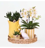 Cadeauset orchidee 'Yellow XL' - Phalaenopsis - Hoogte 35cm