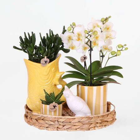 Cadeauset orchidee 'Yellow XL' - Phalaenopsis - Hoogte 35cm