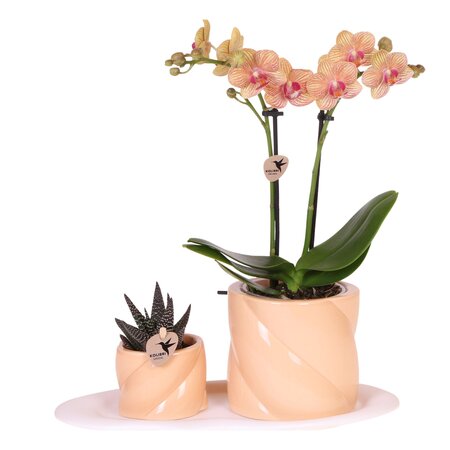 Cadeauset orchidee 'Orange S' - Phalaenopsis - Hoogte 30cm