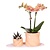 Cadeauset orchidee 'Orange S' - Phalaenopsis - Hoogte 30cm